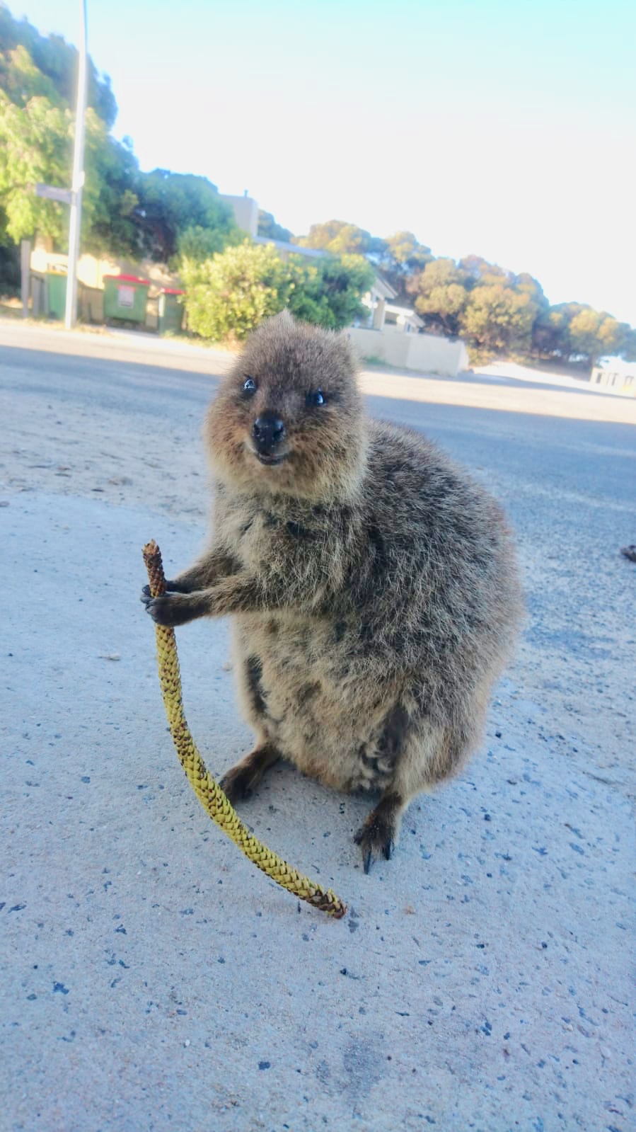 Rottnest7.jpg